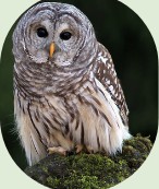Barred owl perched on a mossy log