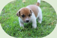 Jack Russell terrier puppy on grass
